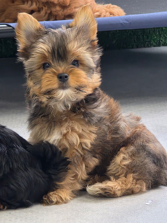 Yorkshire Terrier Puppy: Gonzo