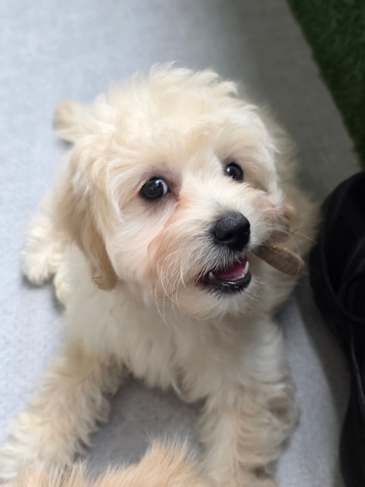 Maltipoo Puppy: Sunny