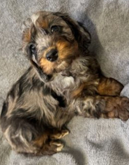 Cockapoo Puppy: Bella