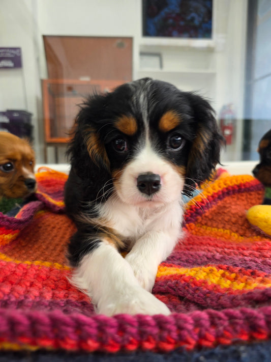 King Charles Cavalier Puppy: Pandora