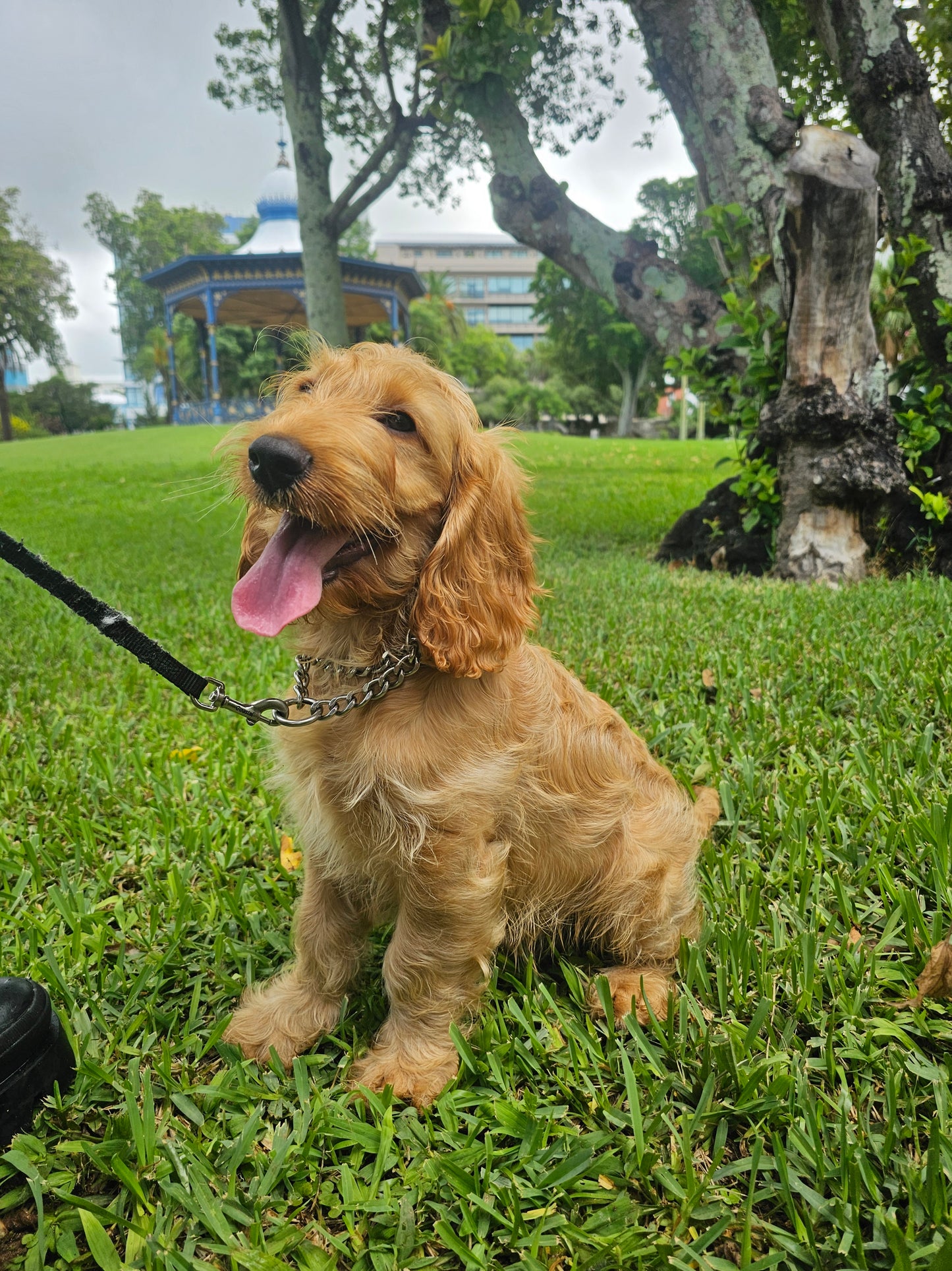 Cockapoo Puppy: Finley
