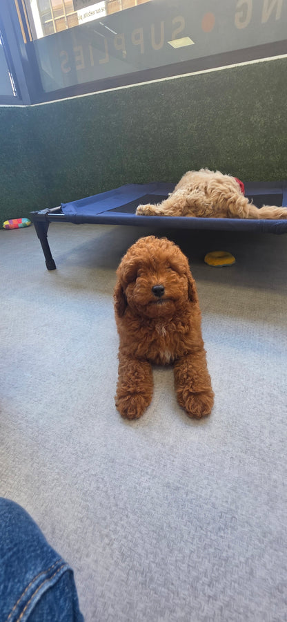 Toy Poodle Puppy: Waffles