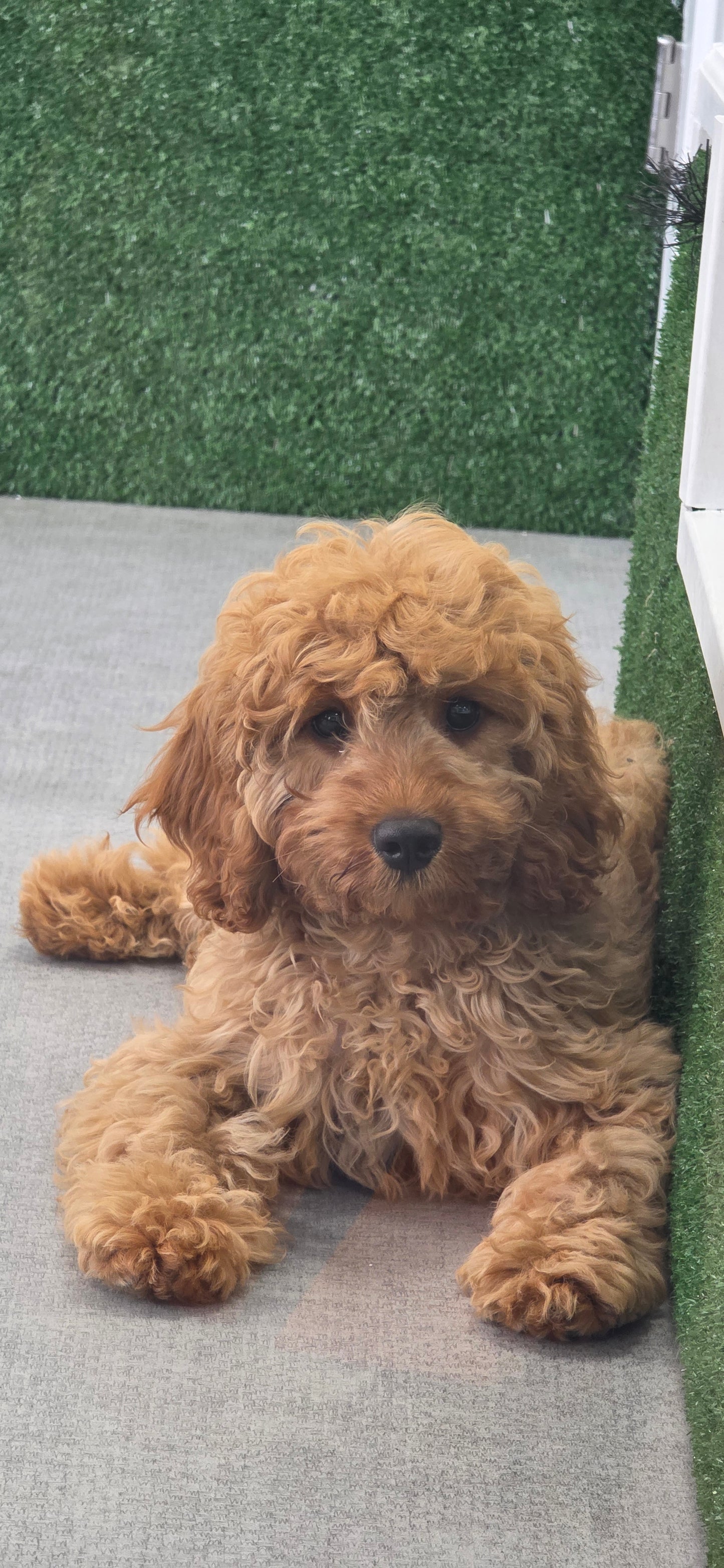 Cavapoo Puppy: Rusty