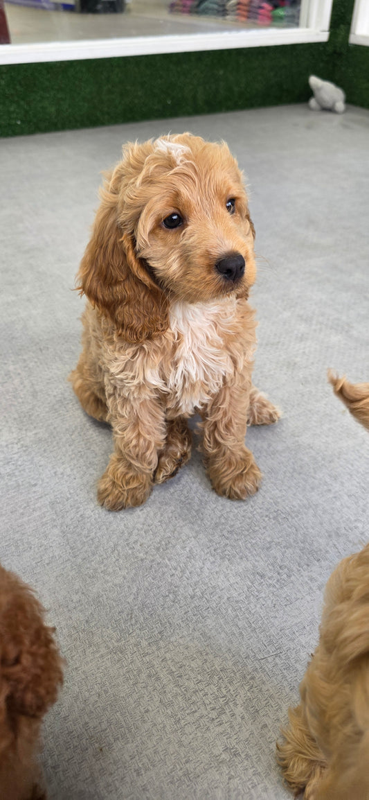 Cavapoo Puppy: Peaches