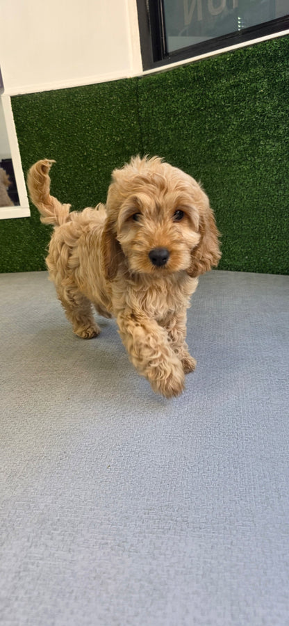 Cavapoo Puppy: Honey