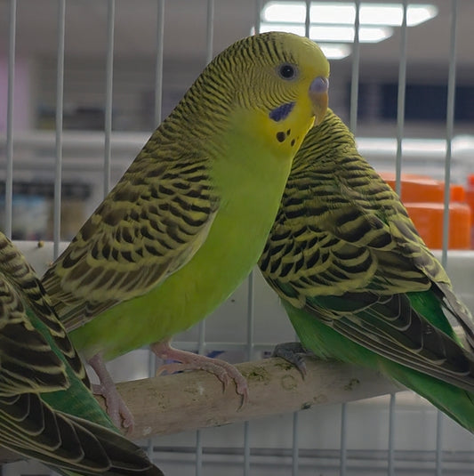 Parakeets
