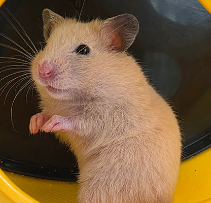Teddy Bear Hamster