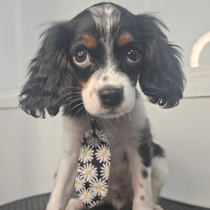 Sold! Cavapoo Puppy: Fisher