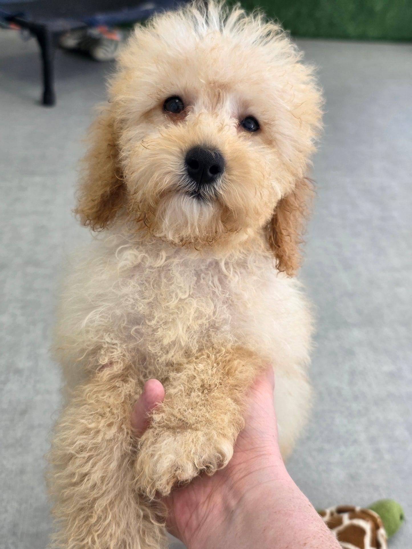Maltipoo Puppy: Sage