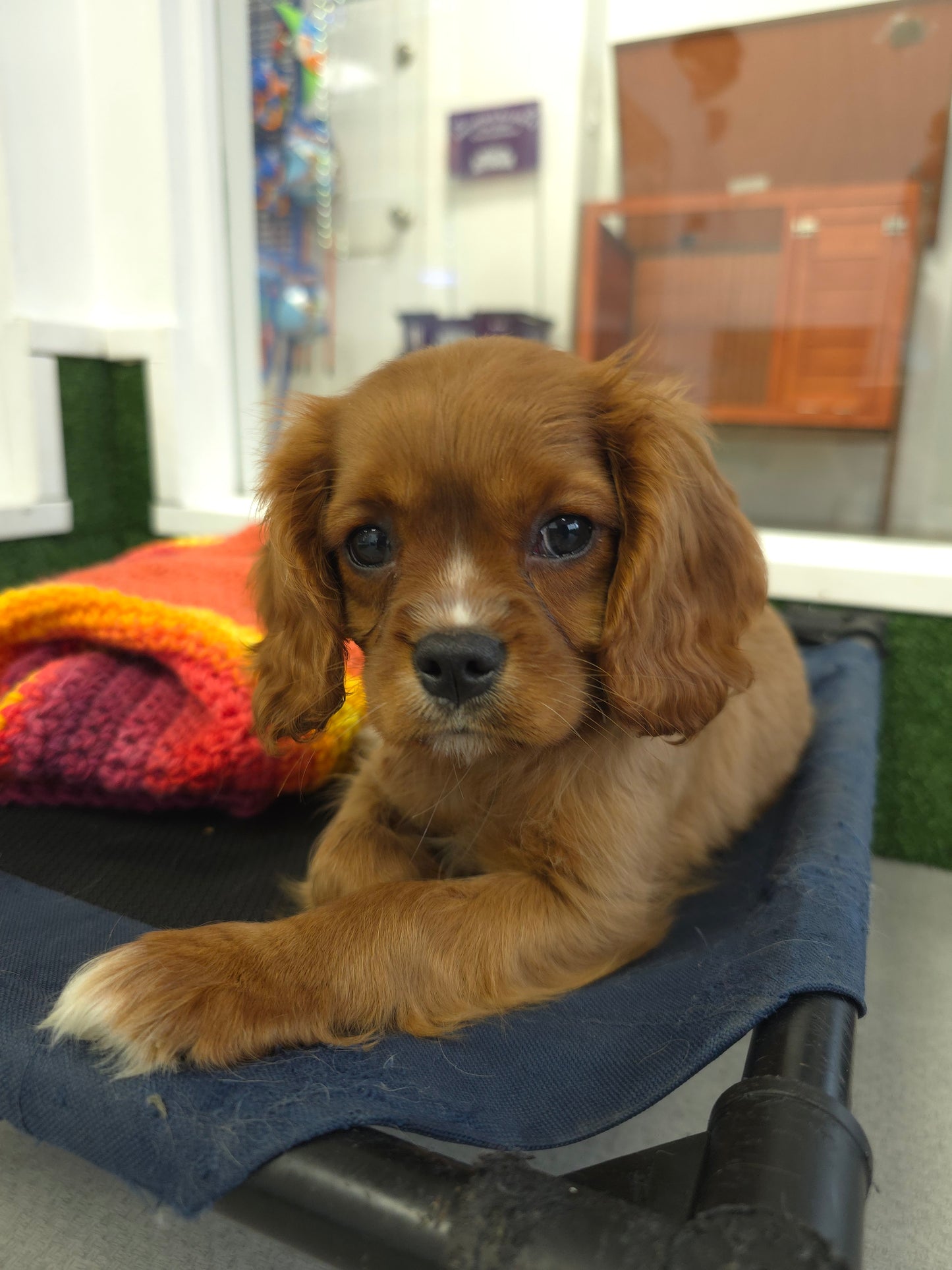 King Charles Cavalier Puppy: Carmen