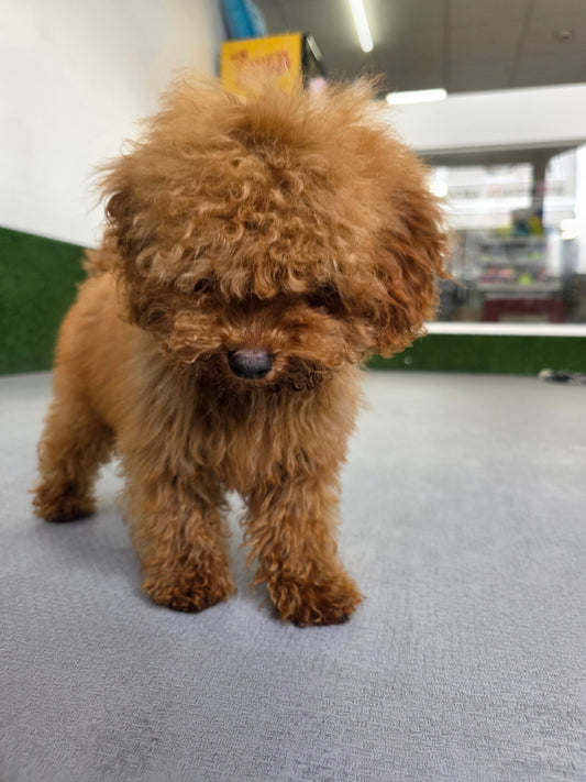Toy Poodle Puppy: Ares