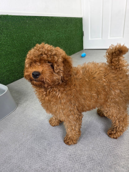 Toy Poodle Puppy: Hera