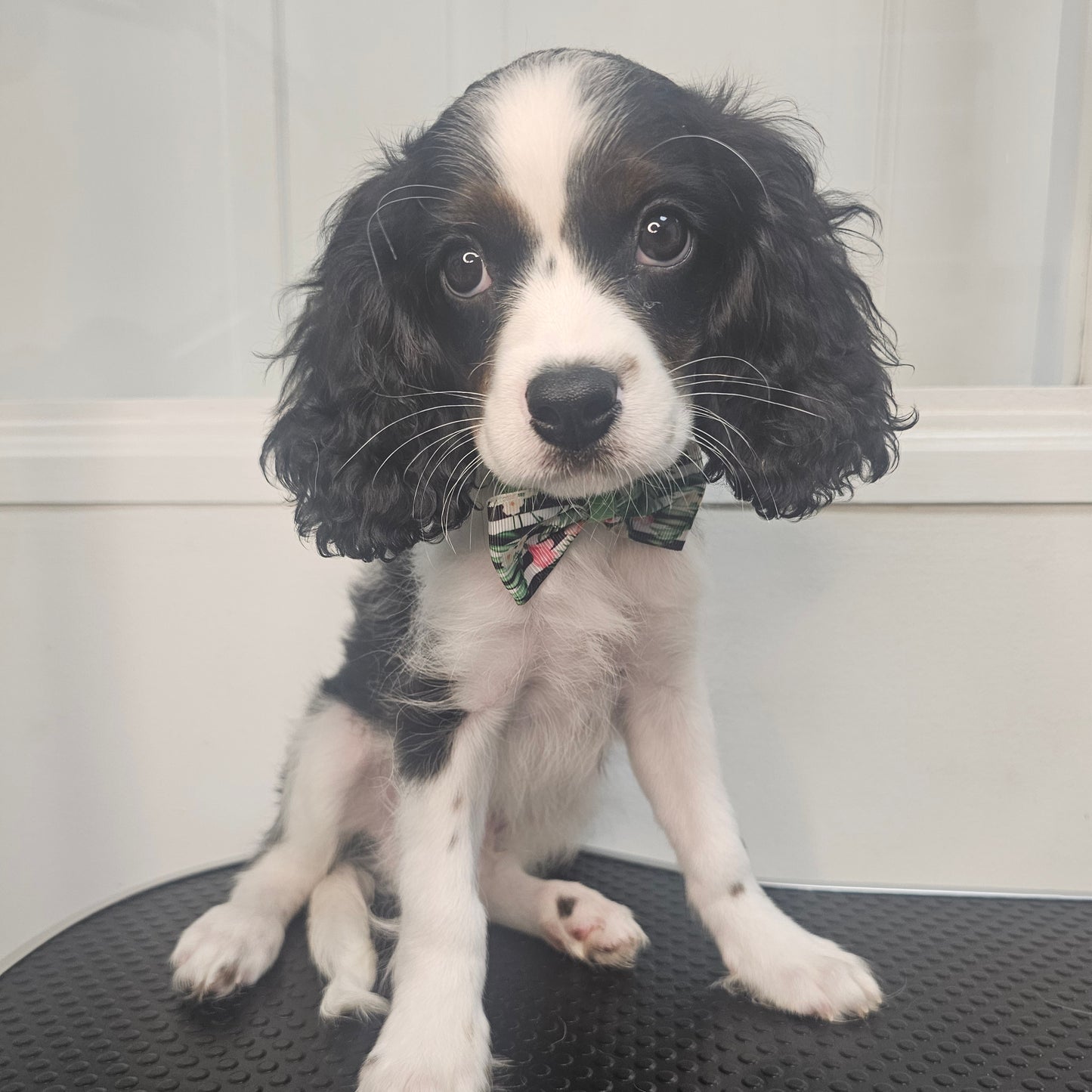 Cavapoo Puppy: Sailor