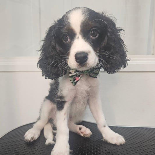 Cavapoo Puppy: Sailor