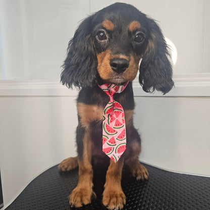 Sold! Cavapoo Puppy: Wave