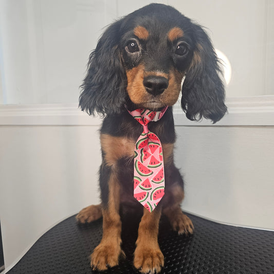 Sold! Cavapoo Puppy: Wave