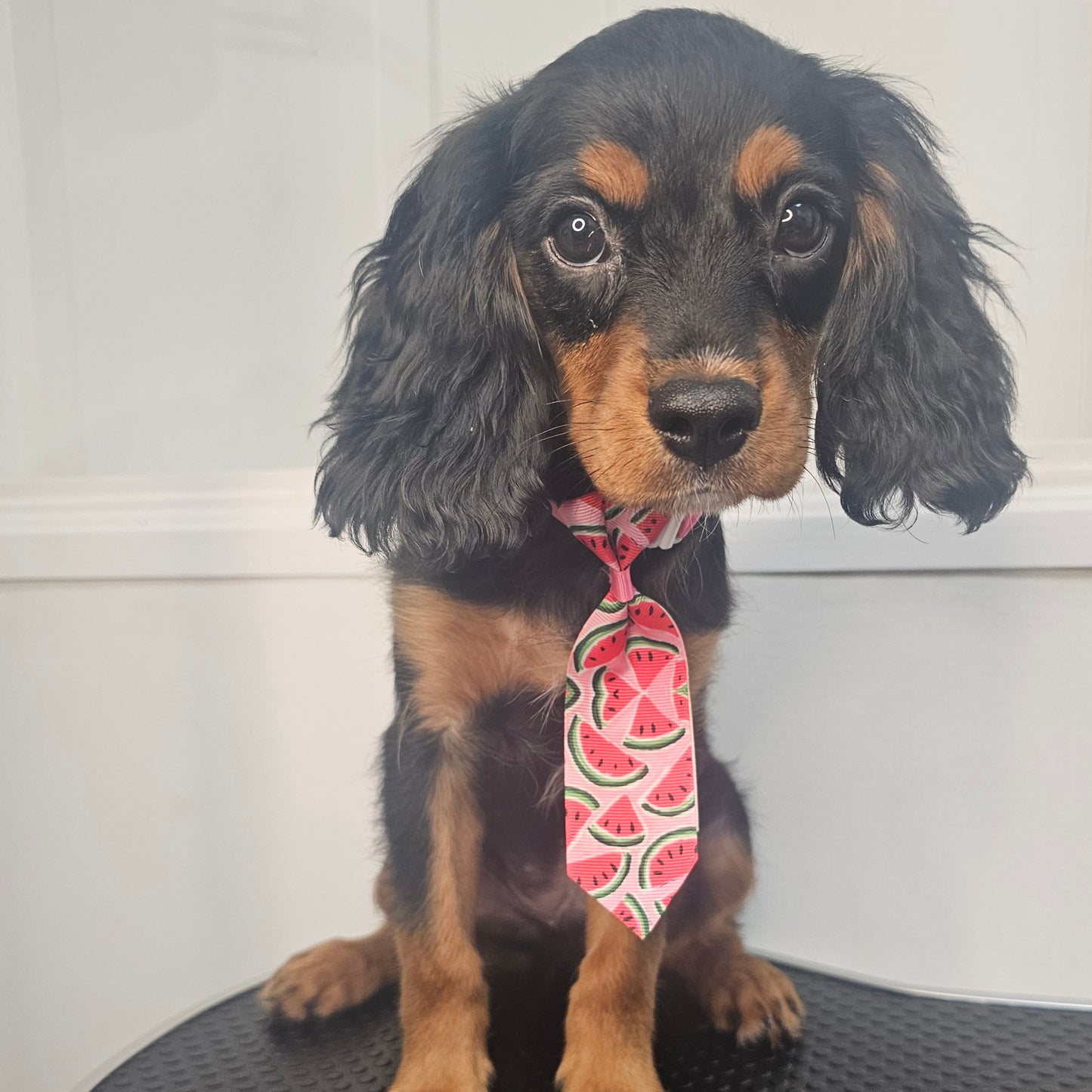 Sold! Cavapoo Puppy: Wave
