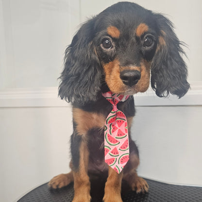 Sold! Cavapoo Puppy: Wave