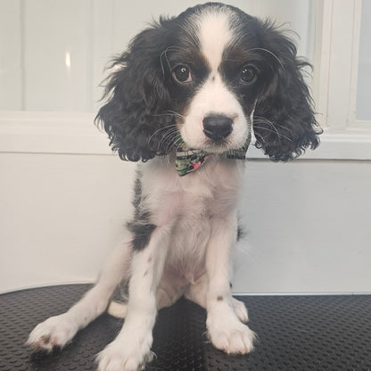 Cavapoo Puppy: Sailor