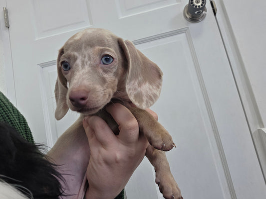 Dachshund Puppy: Noel