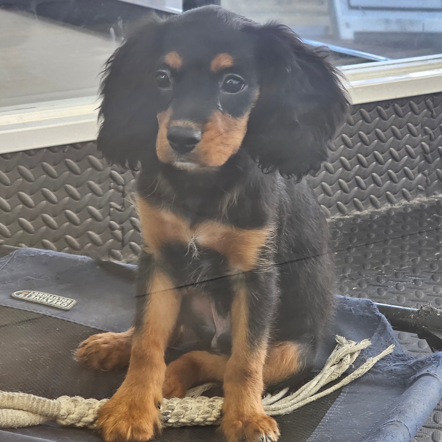Sold! Cavapoo Puppy: Wave