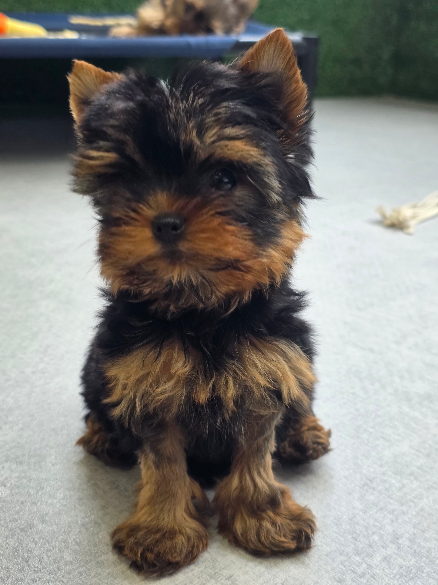 Yorkshire Terrier Puppy: Gabby