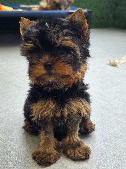 Yorkshire Terrier Puppy: Gabby