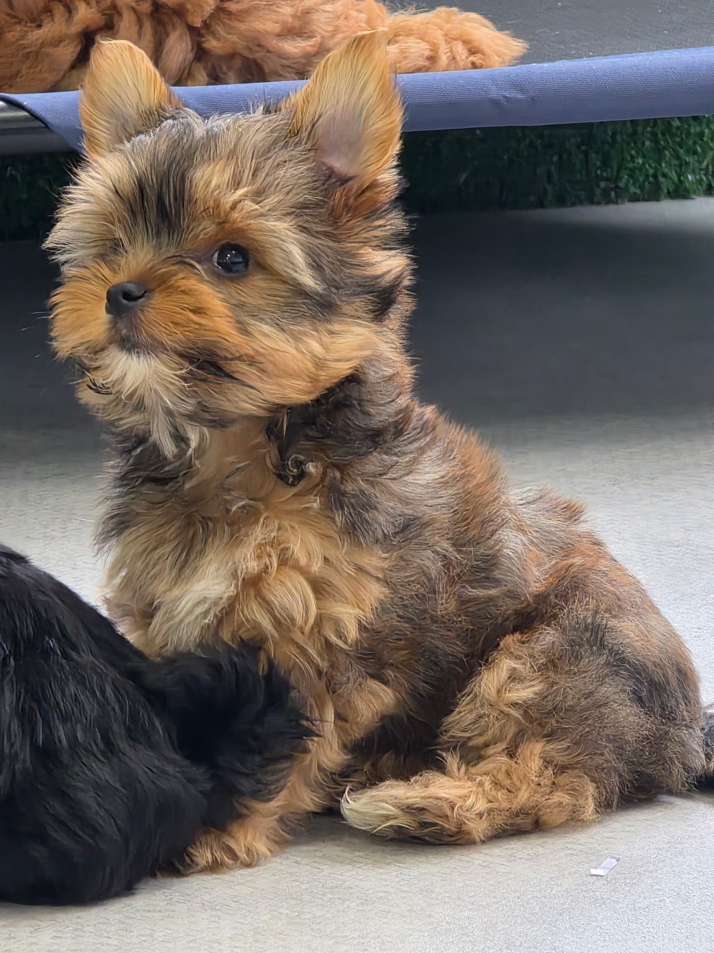 Yorkshire Terrier Puppy: Gonzo