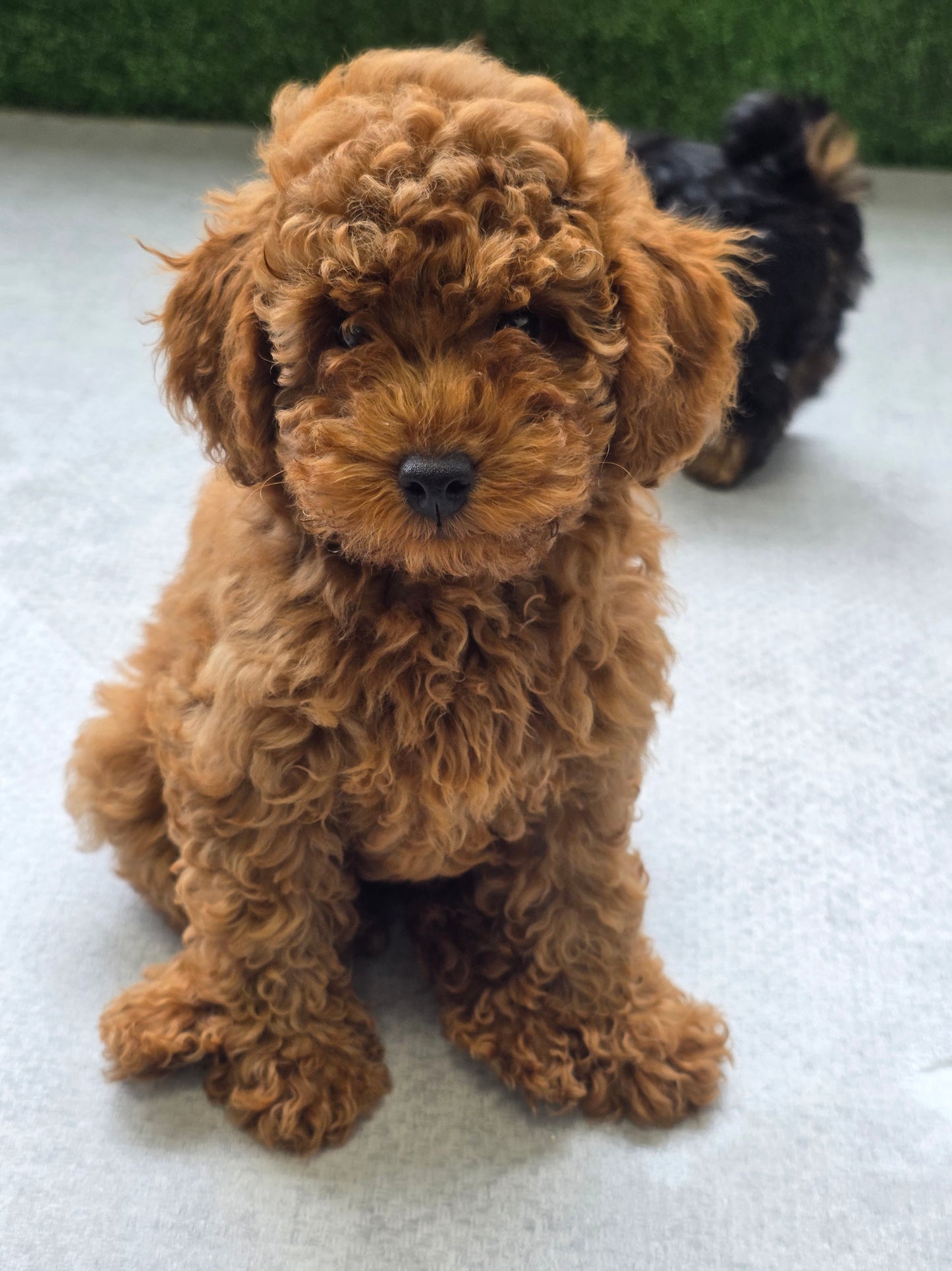 Toy Poodle Puppy: Gloria RESERVED