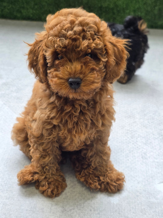 Toy Poodle Puppy: Gloria RESERVED
