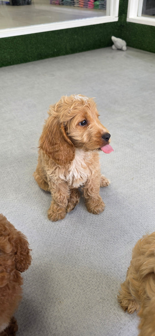 Cavapoo Puppy: Peaches