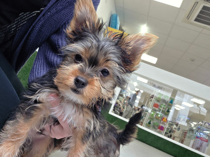 Yorkshire Terrier Puppy: Goopy