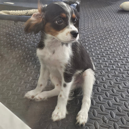 Sold! Cavapoo Puppy: Fisher
