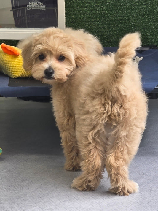 Maltipoo Puppy: Daisy - RESERVED