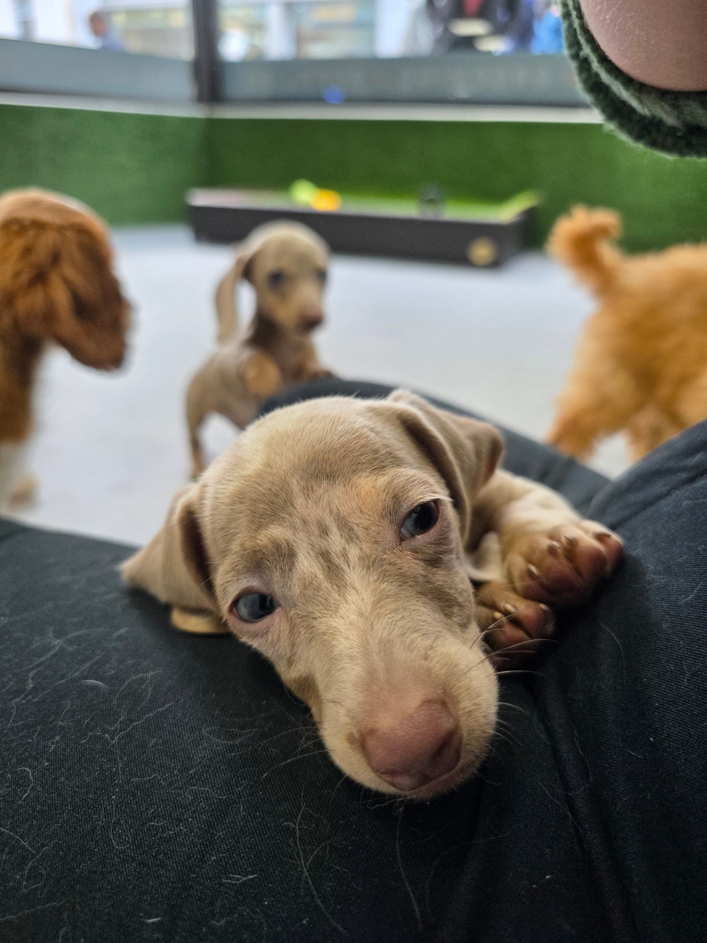 Dachshund Puppy: Winter