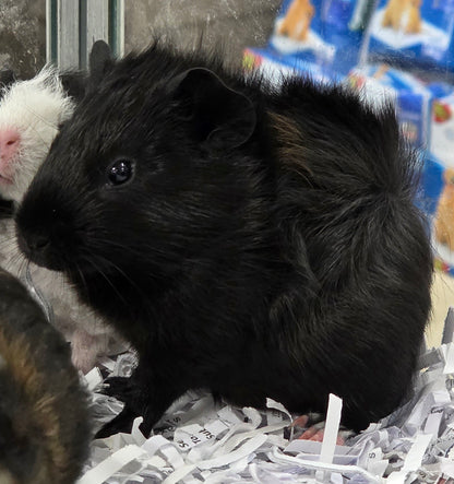 Guinea Pigs