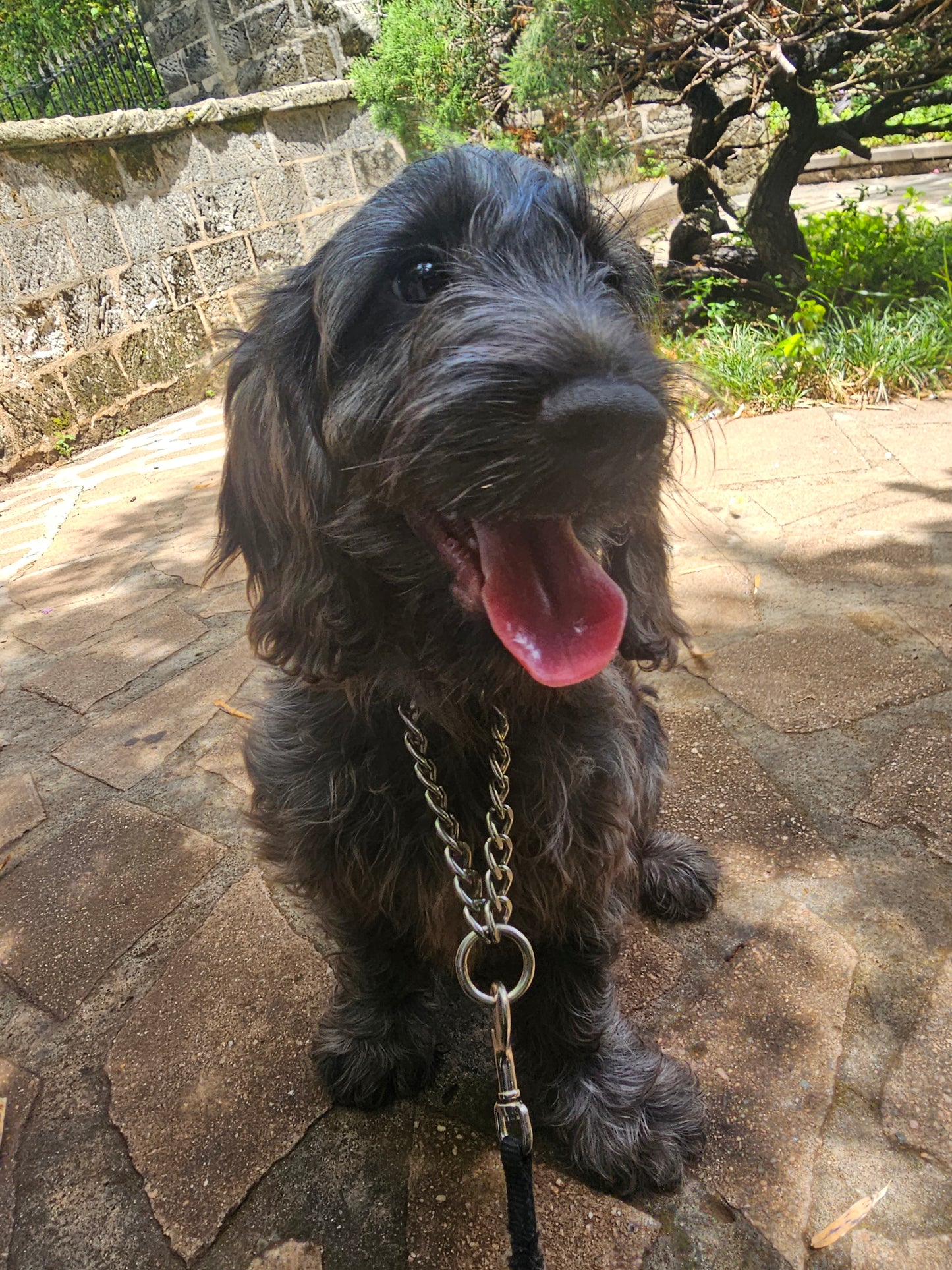 Cockapoo Puppy: Frank