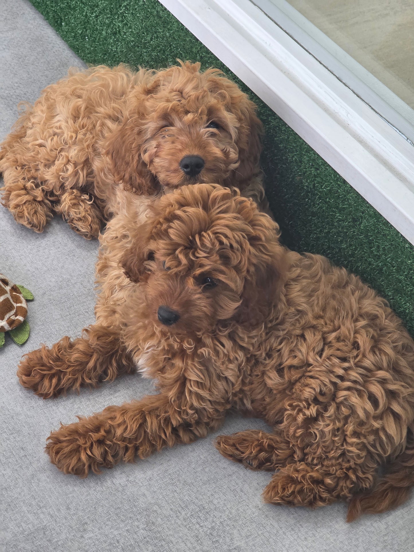Cavapoo Puppy: Copper