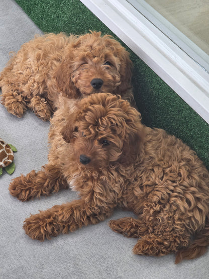 Cavapoo Puppy: Copper