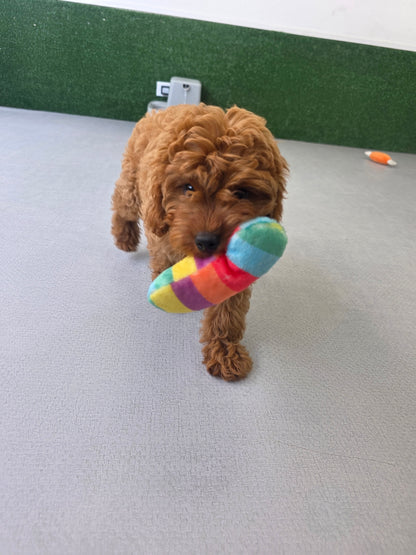 Cavapoo Puppy: Copper