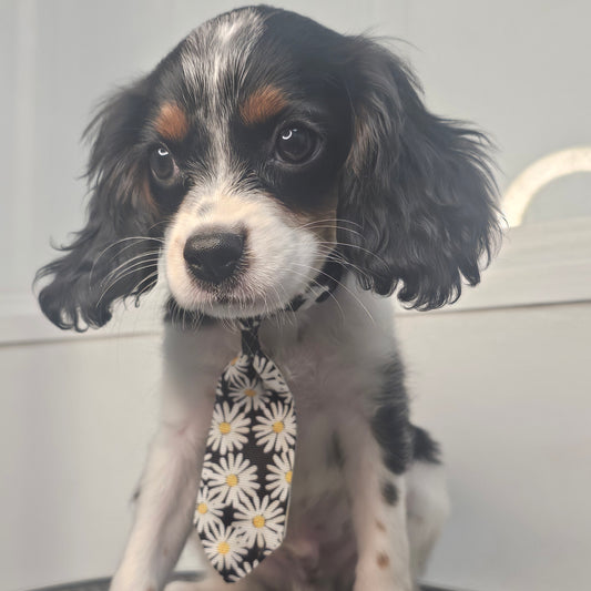 Sold! Cavapoo Puppy: Fisher