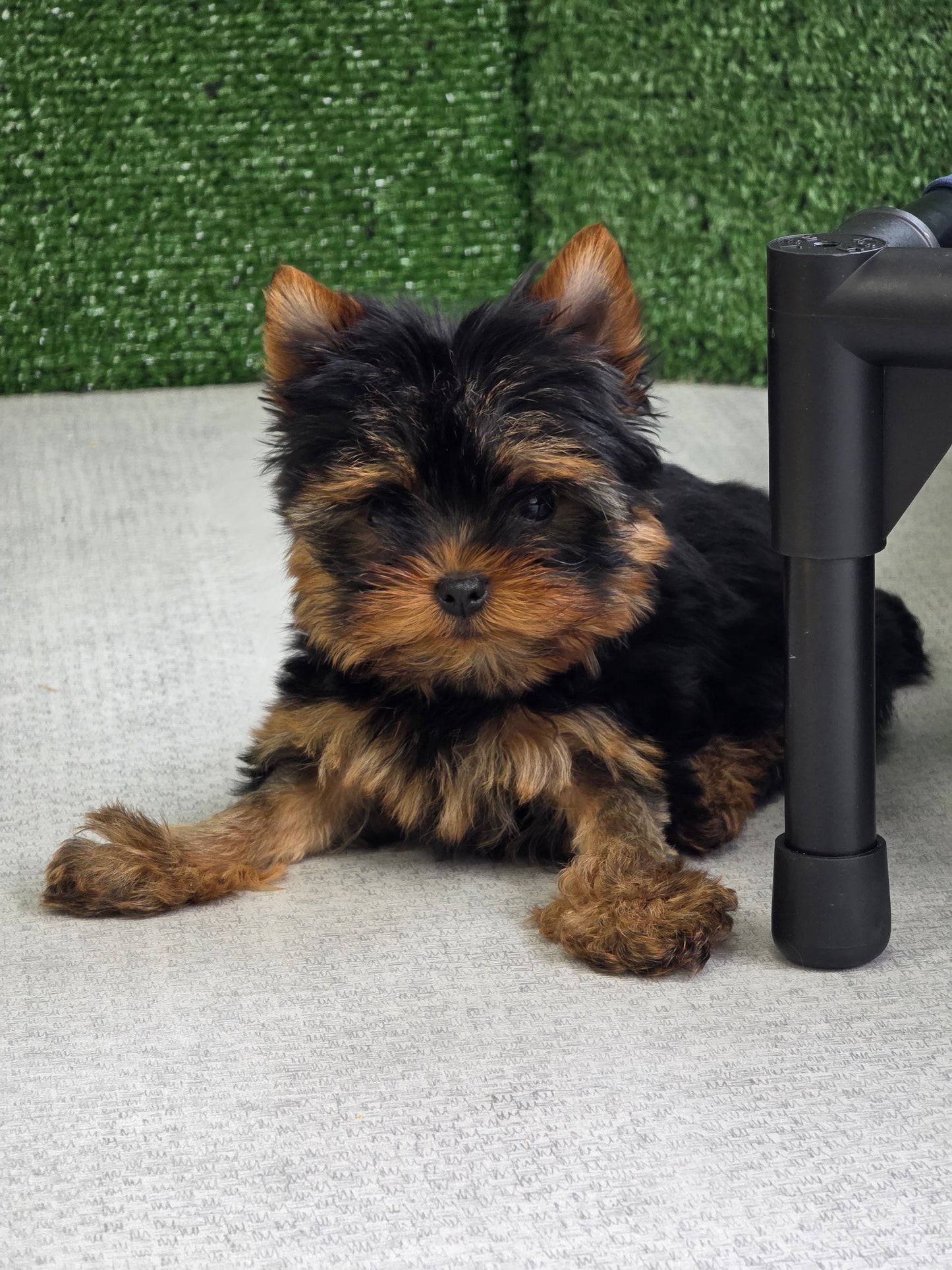 Yorkshire Terrier Puppy: Gabby