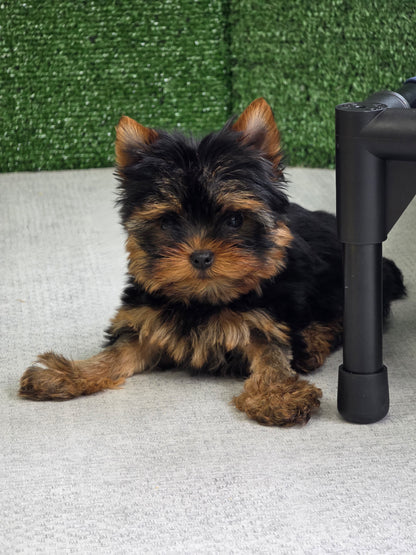 Yorkshire Terrier Puppy: Gabby