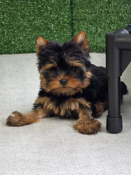 Yorkshire Terrier Puppy: Gabby