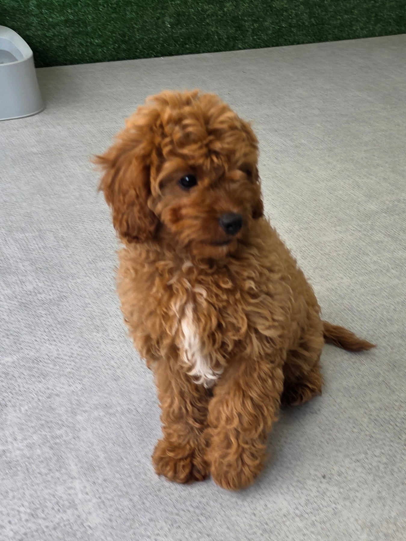 Cavapoo Puppy: Copper