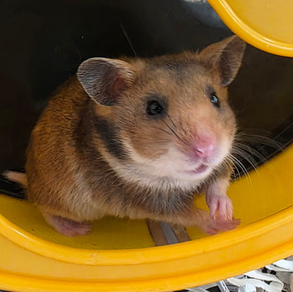 Teddy Bear Hamster