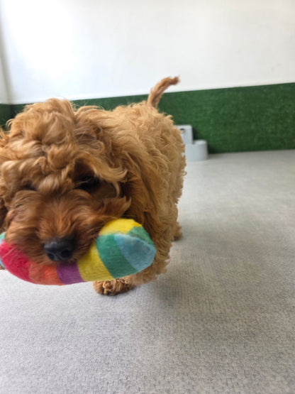 Cavapoo Puppy: Rusty