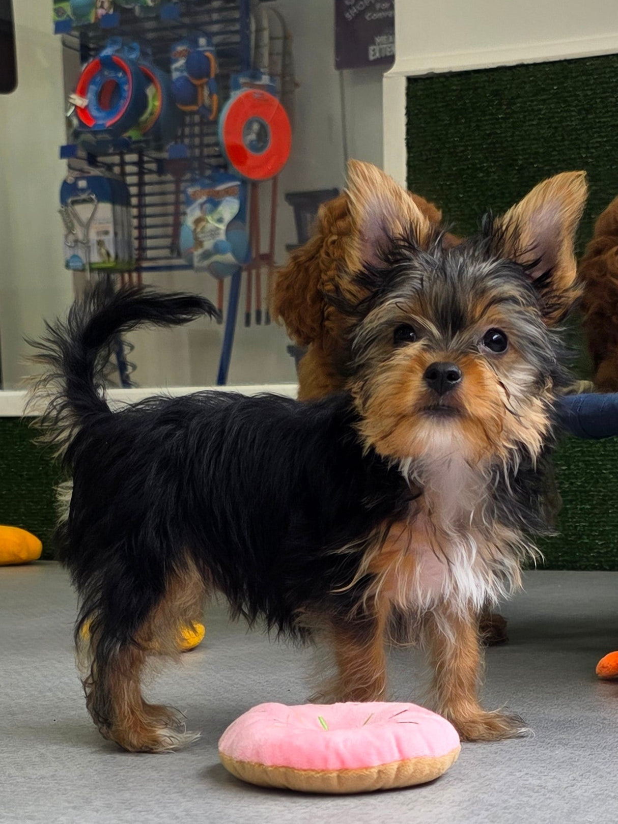 Yorkshire Terrier Puppy: Goopy