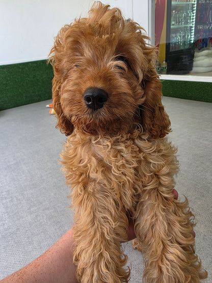 Cavapoo Puppy: Rusty