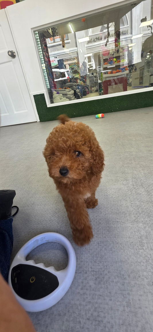 Toy Poodle Puppy: Ginger